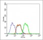 phospho-HSP70 (Tyr41) Rabbit pAb